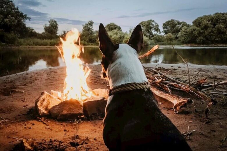 焚き火にあたる犬