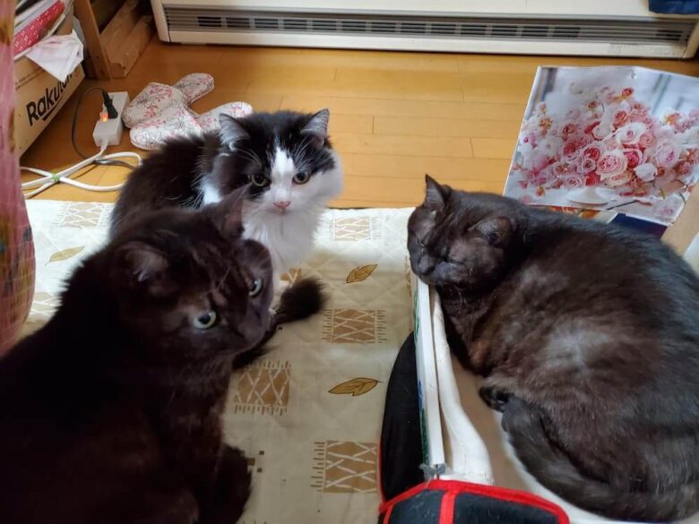 三匹の姉弟猫